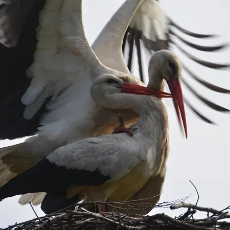 Siedlisko Nad Sapina Pensionat