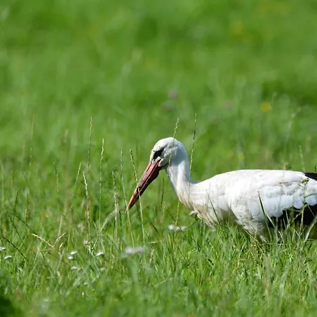 Siedlisko Nad Sapina Pensionat Kruklanki