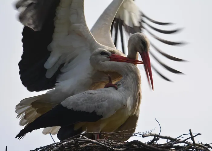 Siedlisko Nad Sapina Pensionat